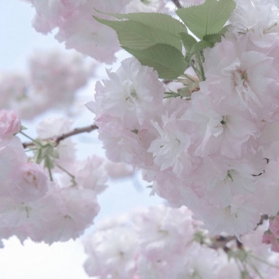 兽设简约风格设计FurryQQ群